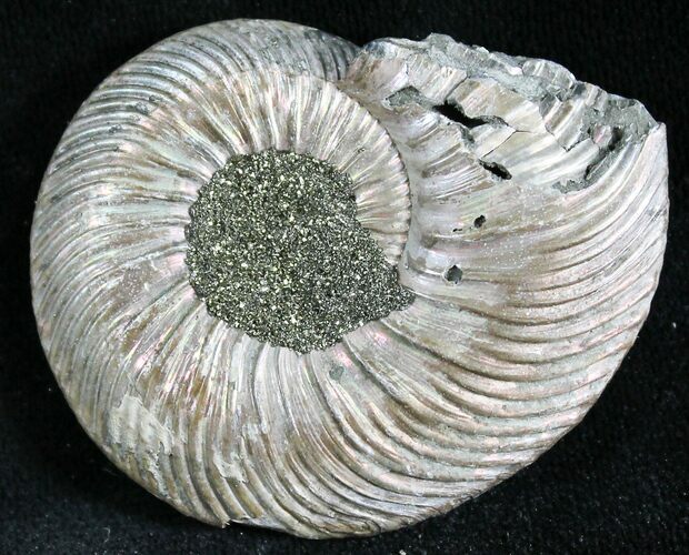 Quenstedticeras Ammonite Fossil With Pyrite #28392